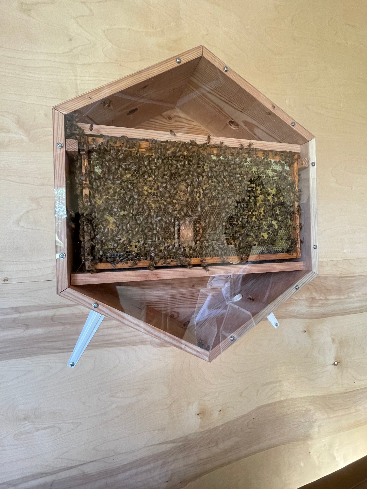 V3 Indoor Modular Observation Honeybee Hive Box w/ 5 frames (Double)