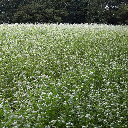 Non-Gmo Honeybee Buckwheat Seed 20lb