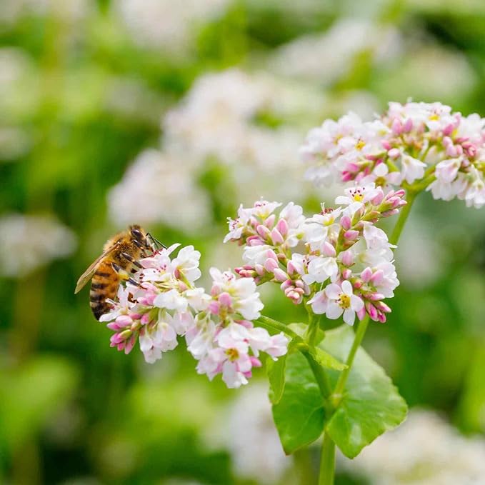 Non-Gmo Honeybee Buckwheat Seed 10lb